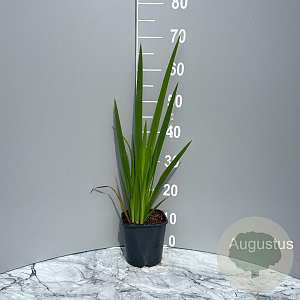 Iris pseudacorus GM 2,0L