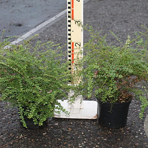 Lonicera nitida GM C1.5