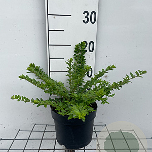 Lonicera nit. 'Maigrün' GM 2,0L