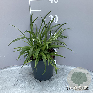 Luzula sylvatica GM 2,0L