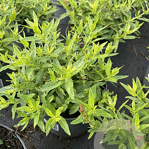Lythrum sal. 'Robert' GM 2,0L