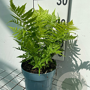 Matteuccia struthiopteris GM 2,0L