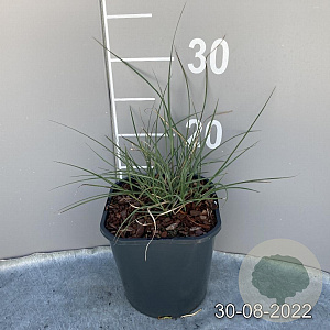Miscanthus sin. 'Adagio' GM 2,0L