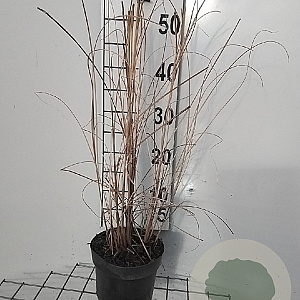Miscanthus sin. 'Gracillimus' GM 2,0L