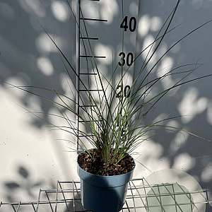 Miscanthus sin. 'Gracillimus' GM 2,0L
