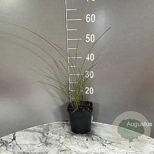 Miscanthus sin. 'Morning Light' GM 2,0L