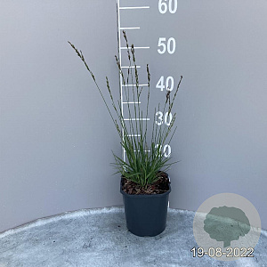 Molinia caerulea 'Edith Dudszus' GM 2,0L