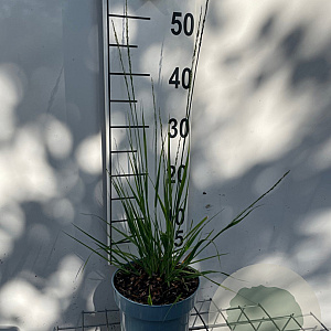 Molinia caerulea 'Heidebraut' GM 2,0L