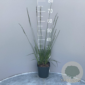 Molinia caerulea 'Heidebraut' GM 2,0L