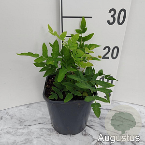 Osmunda regalis GM 2,0L
