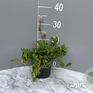 Persicaria aff. 'Donald Lowndes' GM 2,0L