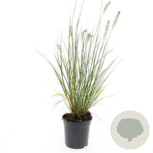 Pennisetum al. 'Hameln' GM C1.5