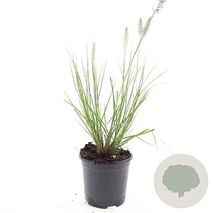Pennisetum al. 'Hameln' GM C1.5