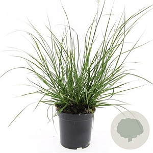 Pennisetum al. 'Hameln' GM C1.5