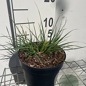 Pennisetum al. 'Little Bunny' GM 2,0L