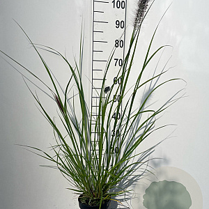 Pennisetum al. 'Redhead' GM 2,0L