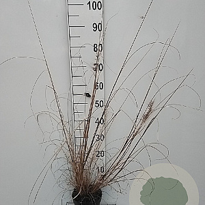 Pennisetum al. 'Redhead' GM 2,0L