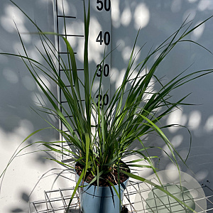 Pennisetum al. 'Redhead' GM 2,0L