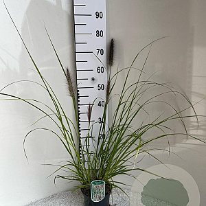 Pennisetum al. 'Redhead' GM 2,0L