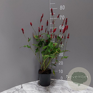 Persicaria a. 'Speciosa' GM 2,0L