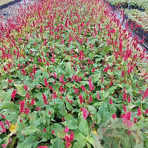 Persicaria a. 'Speciosa' GM 2,0L