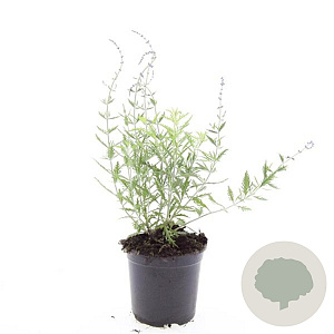 Perovskia 'Blue Spire' GM C1.5