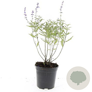 Perovskia 'Blue Spire' GM C1.5