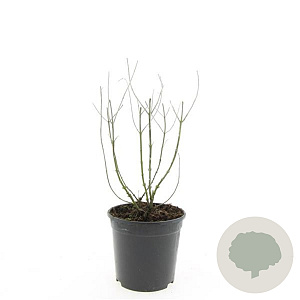 Perovskia 'Blue Spire' GM C1.5