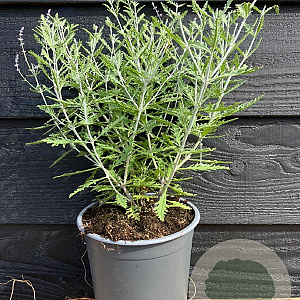Perovskia 'Blue Spire' GM 2,0L