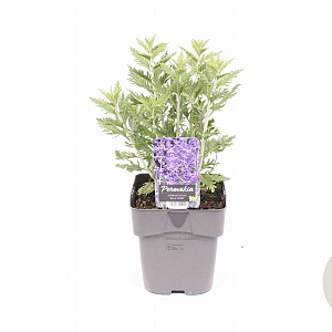 Perovskia 'Blue Spire' GM 2,0L
