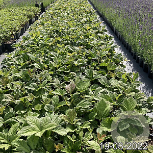 Rodgersia aesculifolia GM 2,0L