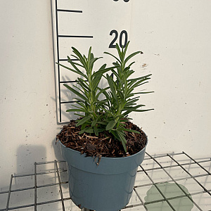 Rosmarinus officinalis GM 2,0L
