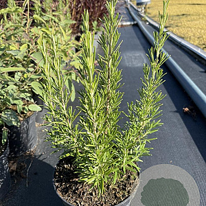 Rosmarinus officinalis GM 2,0L