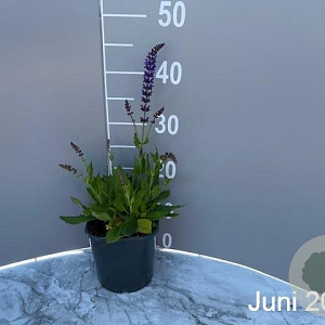 Salvia nem. 'Mainacht' GM 2,0L