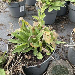 Salvia nem. 'Ostfriesland' GM 2,0L