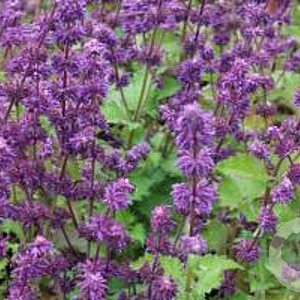 Salvia vert. 'Purple Rain' GM 2,0L