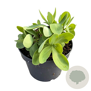 Sedum spectabile 'Brillant' GM 2,0L