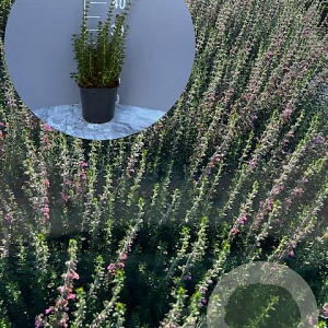 Teucrium lucidrys GM 2,0L