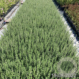 Teucrium lucidrys GM 2,0L