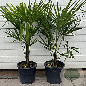 Trachycarpus fortunei 60-80 cm 5,0L