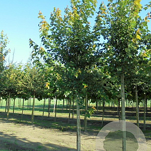Acer rubrum Red Sunset 14-16 HO draadkluit