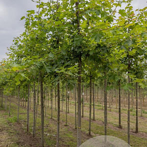 Acer freemanii Autumn Blaze 14-16 HO draadkluit