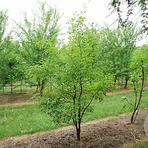 Acer griseum 200-250 cm draadkluit meerstammig