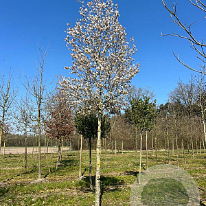 Amelanchier arborea 'Robin Hill' 18-20 HO draadkluit