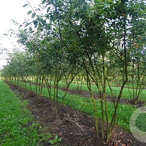 Amelanchier lamarckii 300-350 cm draadkluit meerstammig