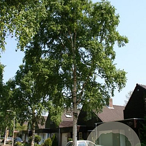 Betula ermanii 'Holland' 20-25 HO draadkluit
