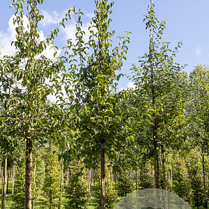 Cornus mas 12-14 HO draadkluit