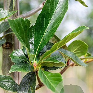 Crataegus lavalleei 'Carrierei' 12-14 HO draadkluit