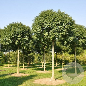 Fraxinus ornus 'Obelisk' 10-12 HO draadkluit