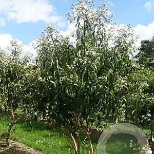 Heptacodium miconioides 200-250 cm draadkluit meerstammig